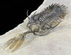 Trident Walliserops Trilobite - Fine Specimen #56558-4